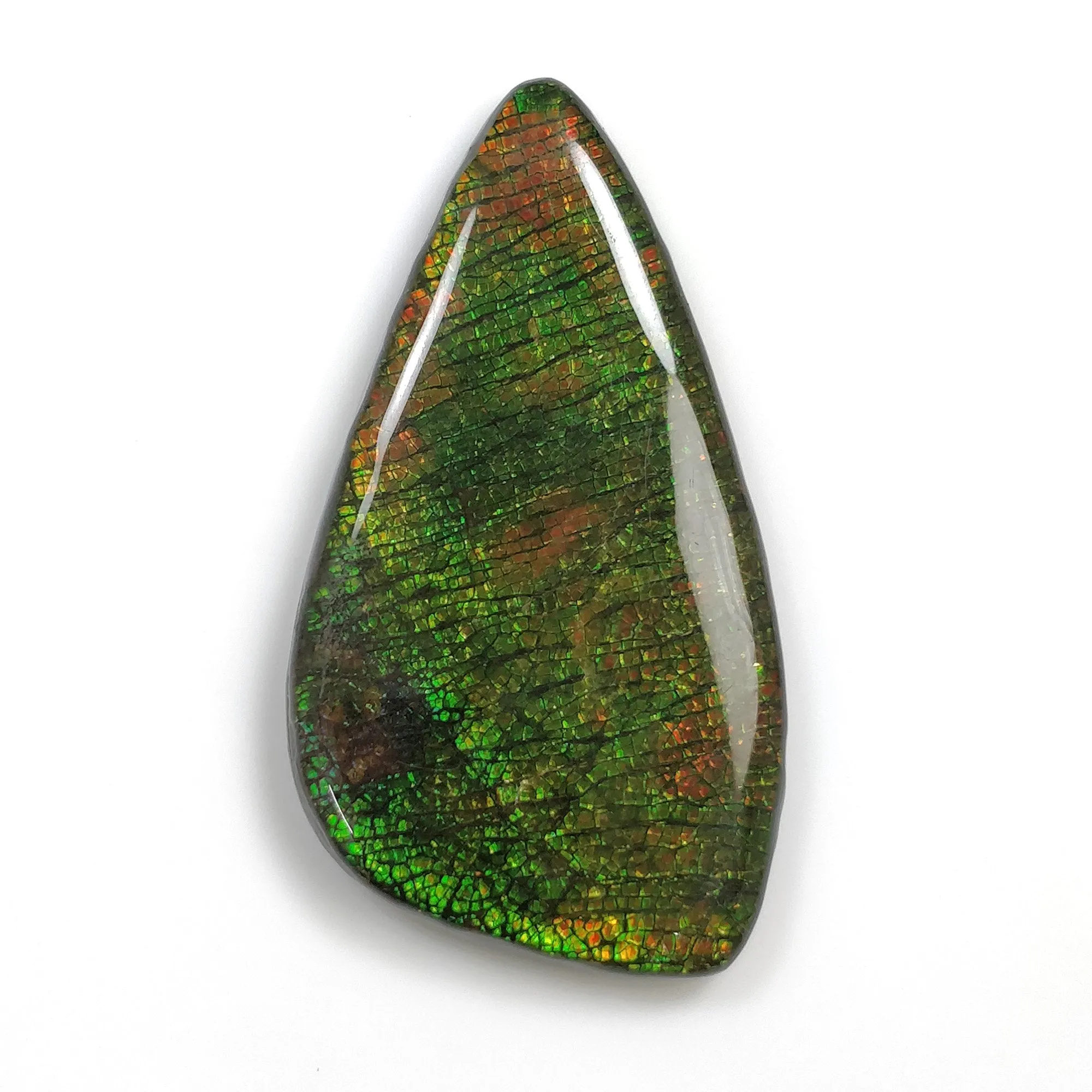 AMMOLITE Gemstone Cabochon : 105.45cts Natural Fossilized Shell Bi-Color Ammolite Uneven Shape Cabochon 59*32mm (With Video)