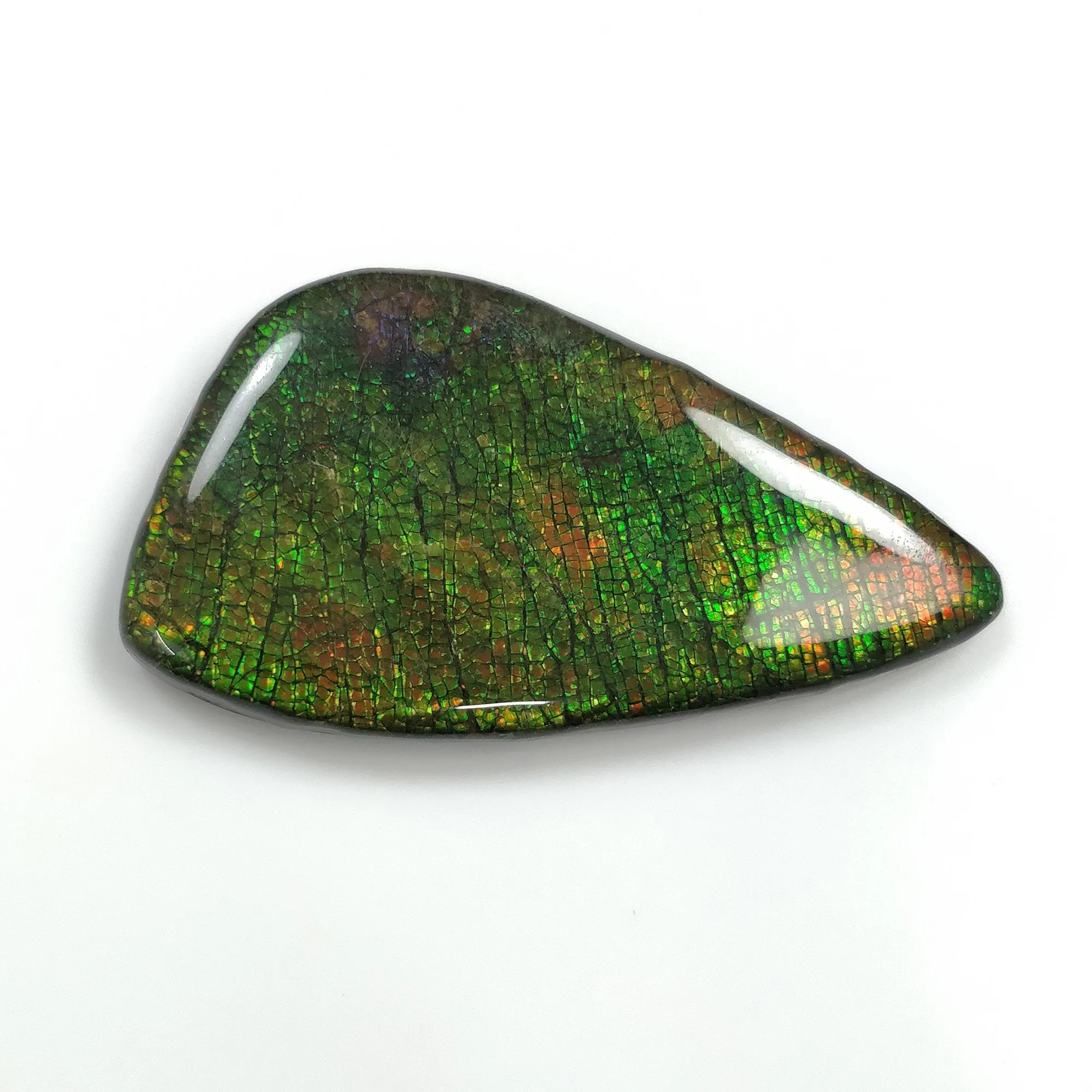 AMMOLITE Gemstone Cabochon : 105.45cts Natural Fossilized Shell Bi-Color Ammolite Uneven Shape Cabochon 59*32mm (With Video)