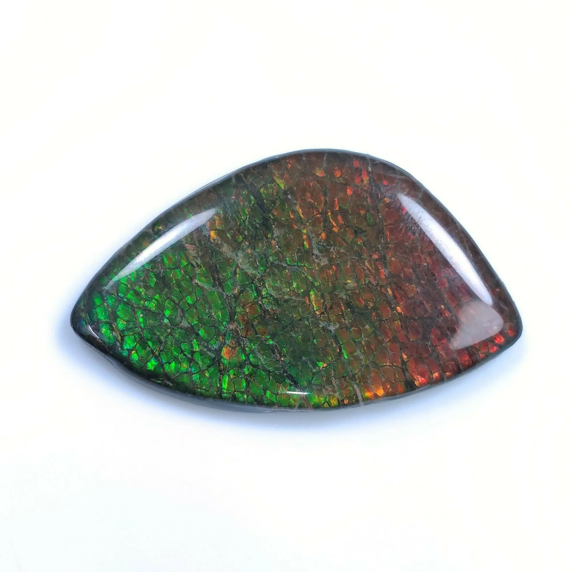 AMMOLITE Gemstone Cabochon : 69.00cts Natural Fossilized Shell Bi-Color Ammolite Uneven Shape 31*52mm (With Video)