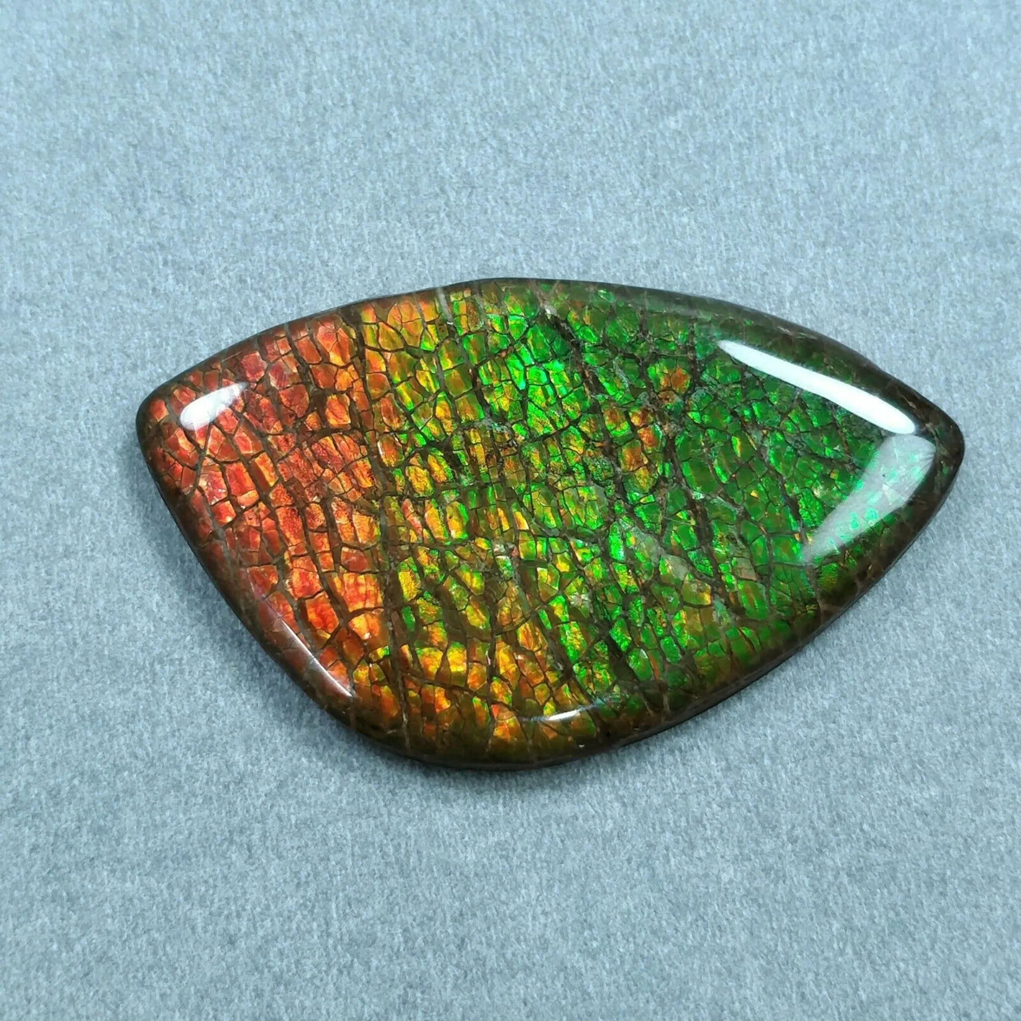 AMMOLITE Gemstone Cabochon : 69.00cts Natural Fossilized Shell Bi-Color Ammolite Uneven Shape 31*52mm (With Video)