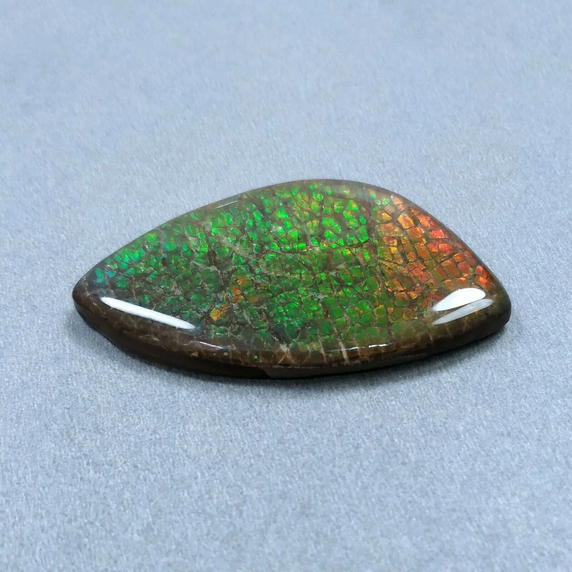 AMMOLITE Gemstone Cabochon : 69.00cts Natural Fossilized Shell Bi-Color Ammolite Uneven Shape 31*52mm (With Video)