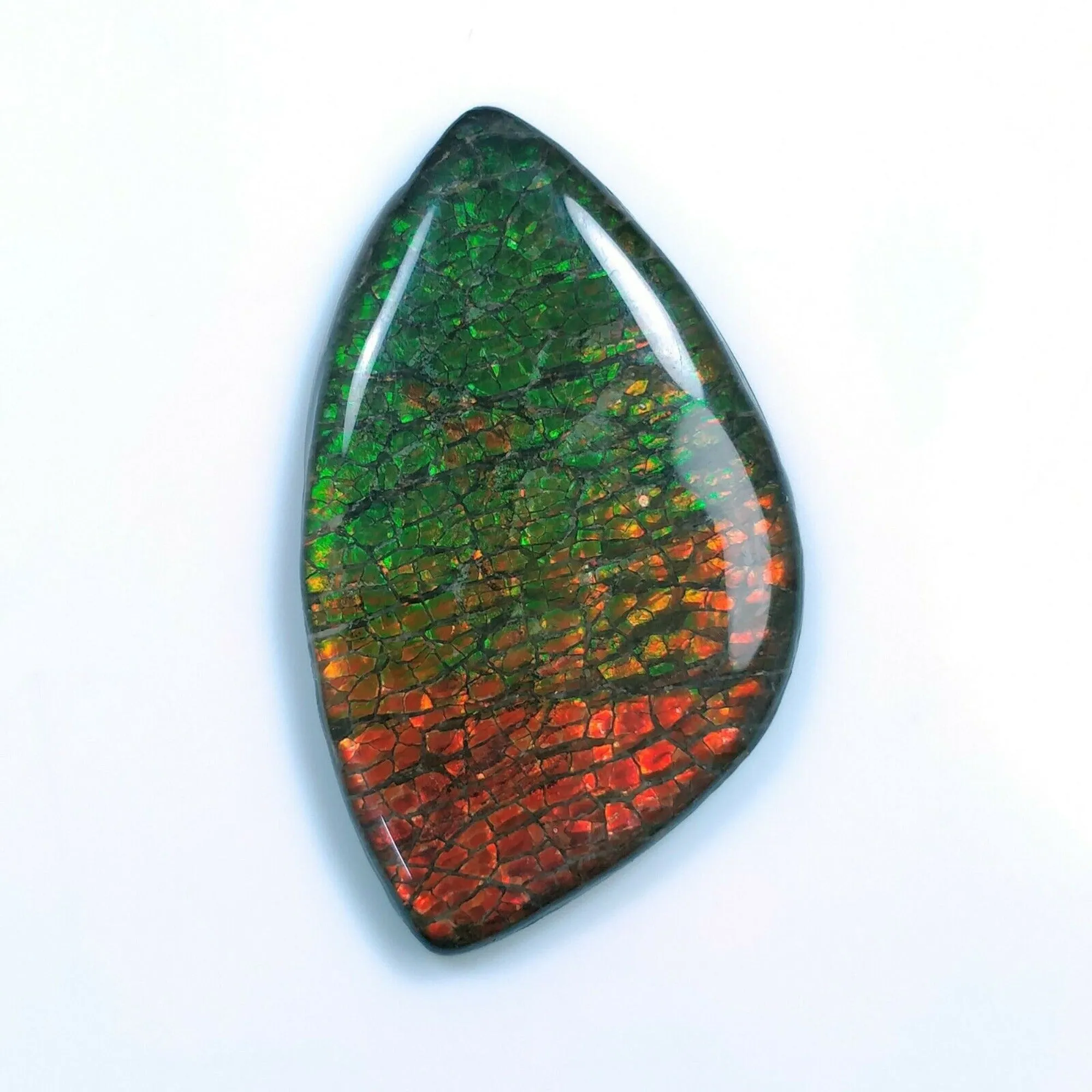 AMMOLITE Gemstone Cabochon : 69.00cts Natural Fossilized Shell Bi-Color Ammolite Uneven Shape 31*52mm (With Video)